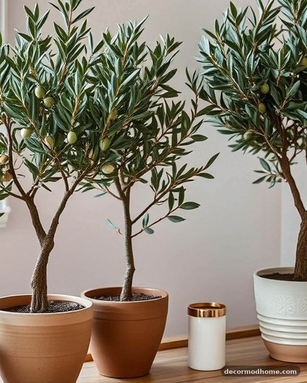 28. Potted Olive Trees
