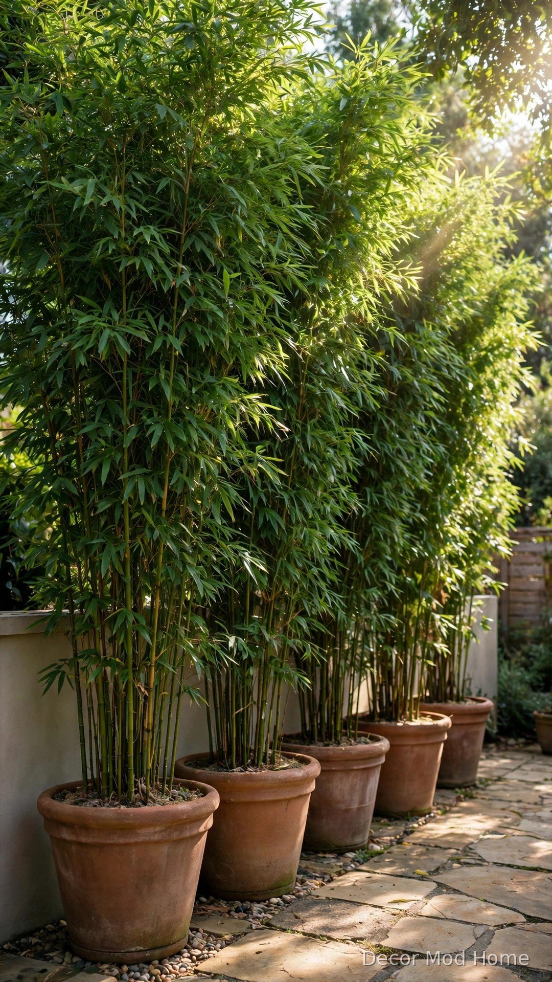 Tall clumping bamboo in large terracotta pots forming a green privacy screen on a patio