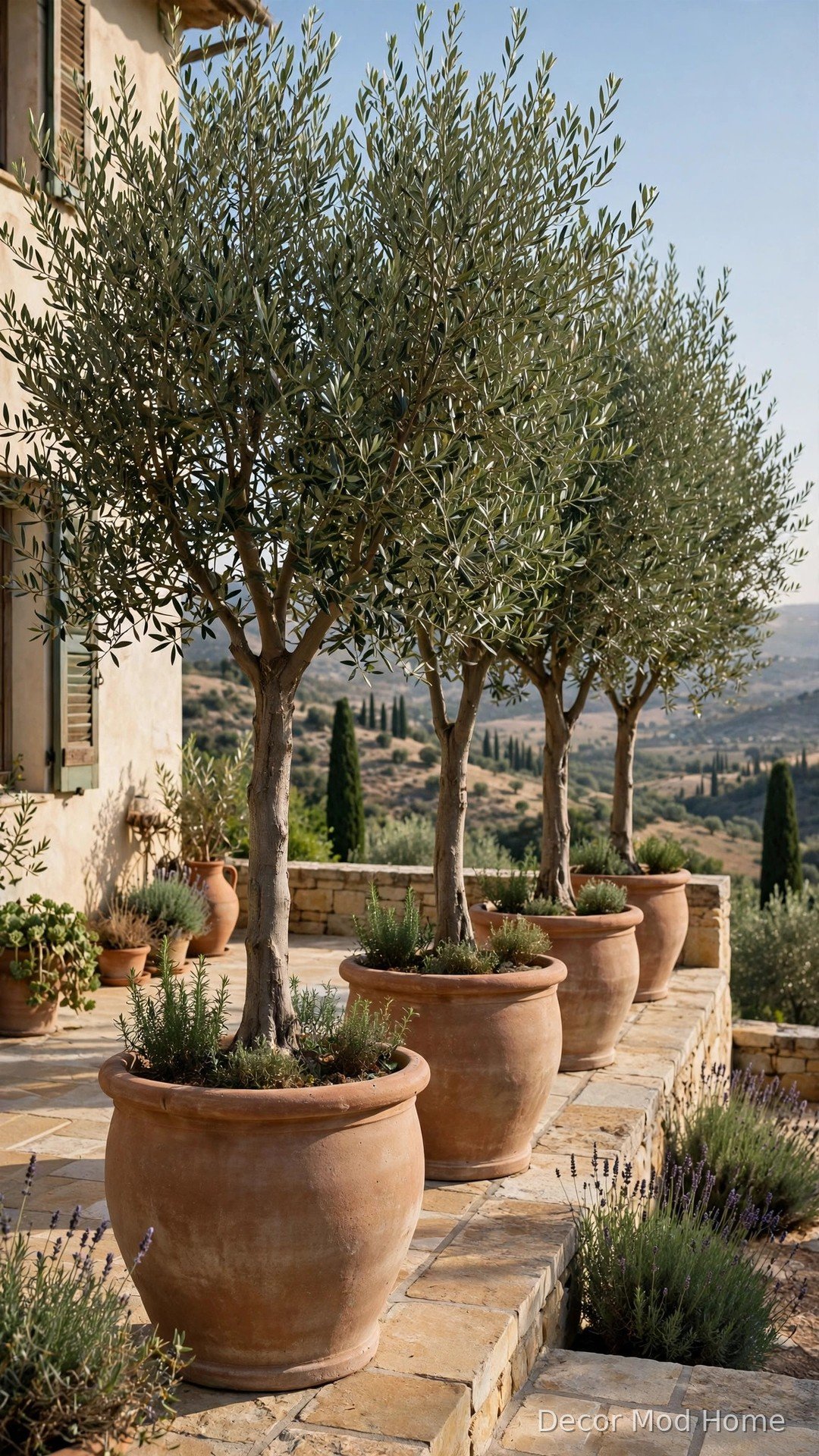 Row of tall olive trees in large matching planters lining a Mediterranean patio terrace