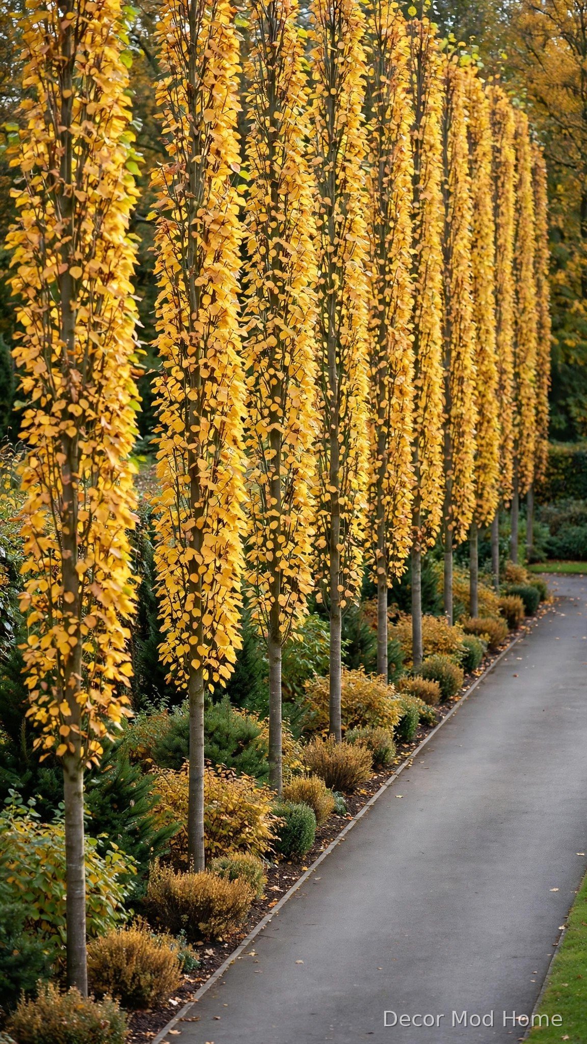 Light the Edge With Solar Path Lights